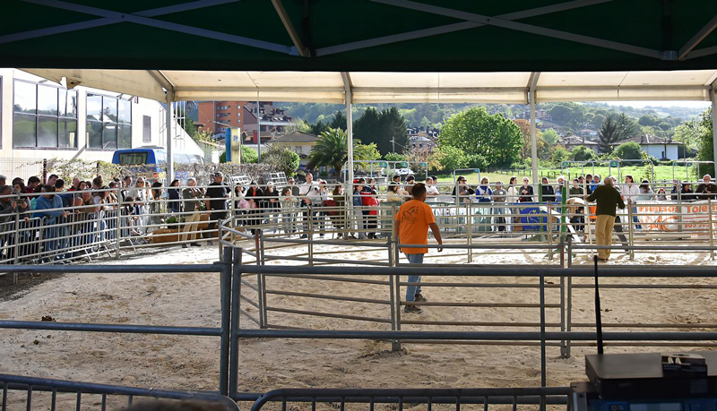 El concurso morfológico Anglo-árabe en 2025, con mucho público